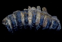 藏品(劍齒象右下第三臼齒)的圖片